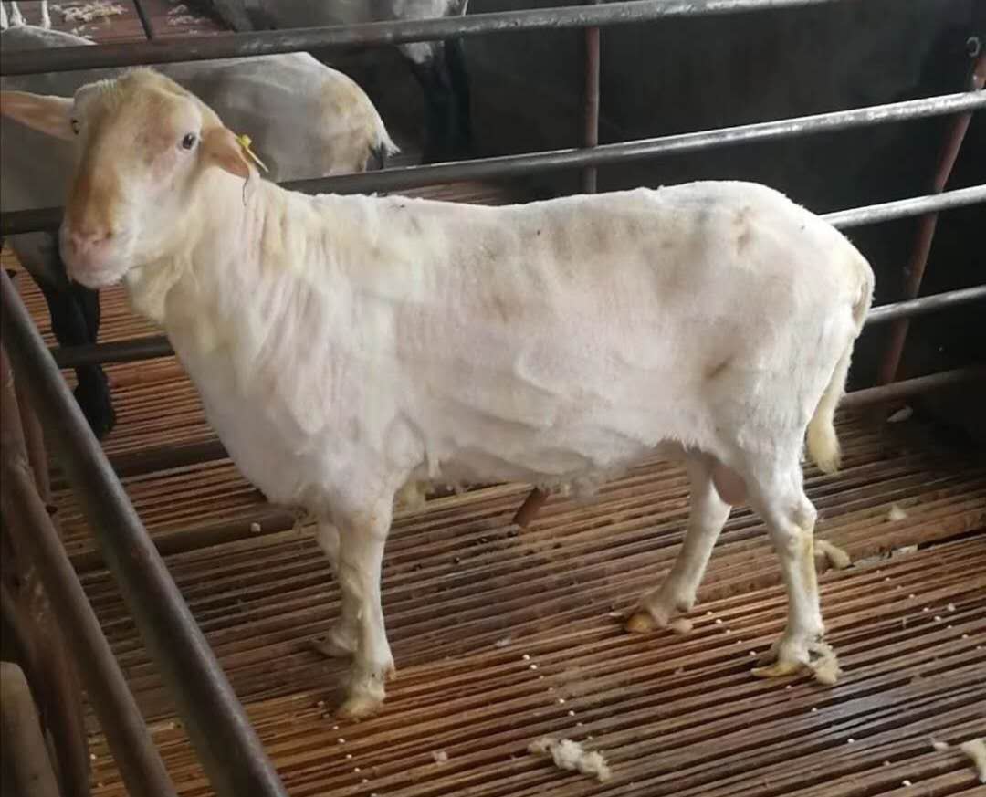 东弗里生羊